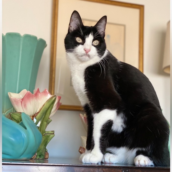 catsuncle